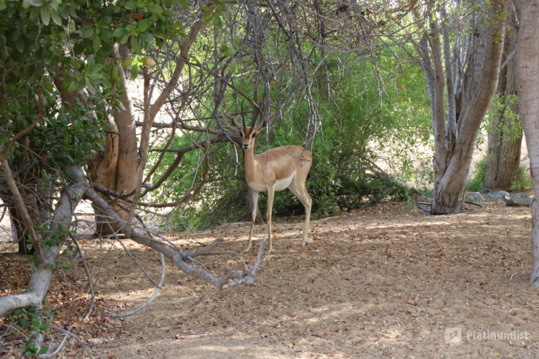 n6b1b1 استديو الصور :دبي في تجربة شروق الشمس والحياة البرية في الصحراء