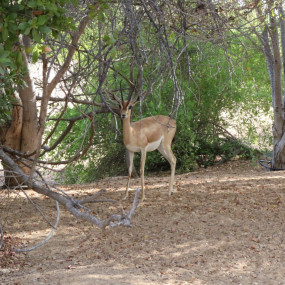Sunrise and Wildlife Experience in the Desert in Dubai: Gallery Photo n6b1b1