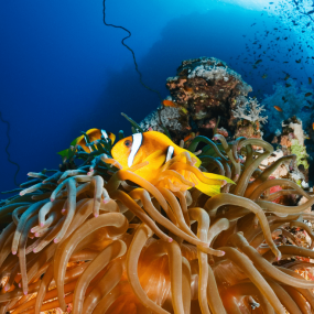 Bayada Daily Trips (Maldives of Jeddah) in Jeddah: Gallery Photo z91ejm