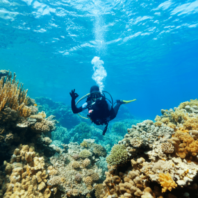 Bayada Daily Trips (Maldives of Jeddah) in Jeddah: Gallery Photo zv5jrb