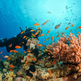 Bayada Daily Trips (Maldives of Jeddah) in Jeddah: Gallery Photo 38v7oj