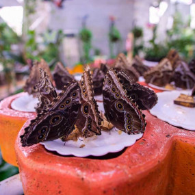 Miracle Garden + Butterfly Garden - Combo in Dubai: Gallery Photo z91b9m