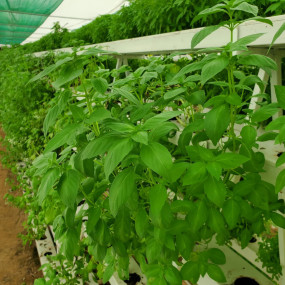 Photo from تذاكر دخول مزرعة يتي in مسقط: Gallery Photo zm46m5