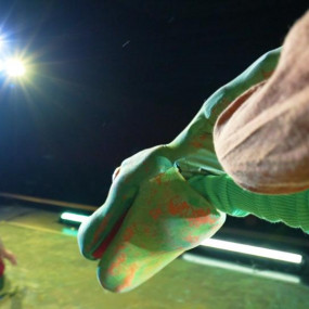 Photo from Jungle Book at Cultural Hall, Bahrain in Manama: Gallery Photo n28ygr