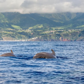 Photo from Dolphin Island Boat Trip in Antalya: Gallery Photo z7y1bw