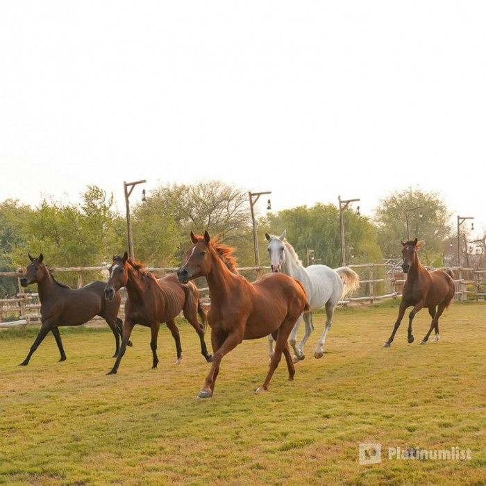 Horse Riding with Open Buffet Dinner & Shows in Dubai: Gallery Photo 35dq24