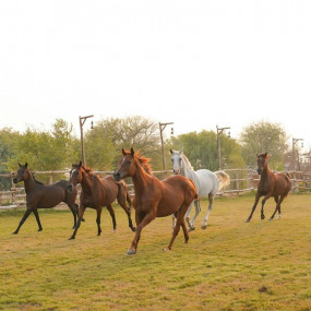 Horse Riding with Open Buffet Dinner & Shows in Dubai: Gallery Photo 35dq24