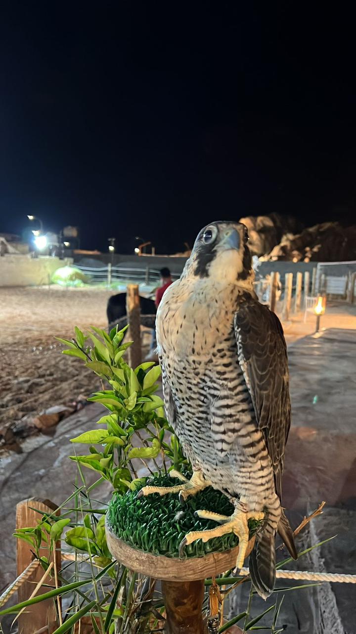 Photo from محمية حير عقدة in حائل: Gallery Photo 3e5byb