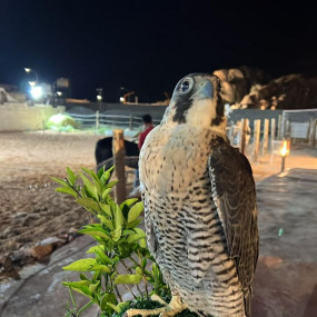 Photo from محمية حير عقدة in حائل: Gallery Photo 3e5byb