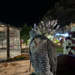 Photo from محمية حير عقدة in حائل: Gallery Photo 34k1og