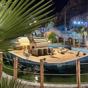 Photo from محمية حير عقدة in حائل: Gallery Photo zooewb