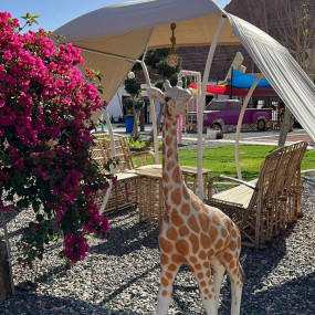 Photo from محمية حير عقدة in حائل: Gallery Photo 3y518b