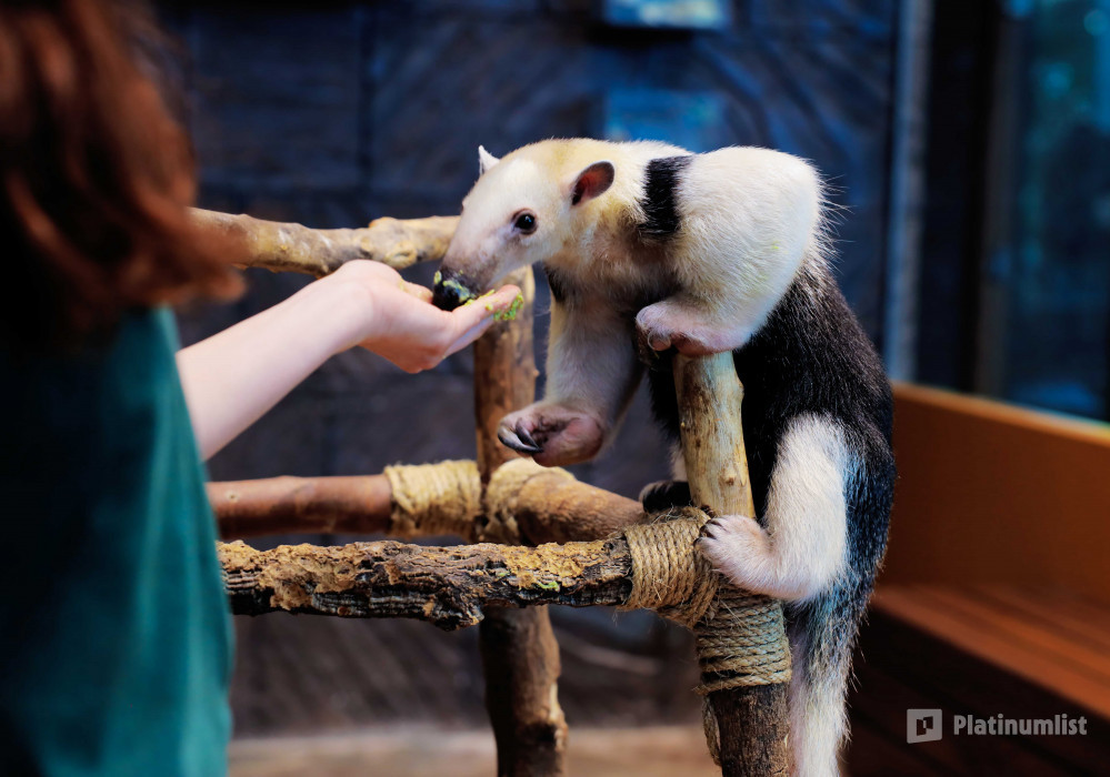 The Green Planet Dubai in Dubai: Gallery Photo 34k16b