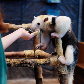 The Green Planet Dubai in Dubai: Gallery Photo 34k16b