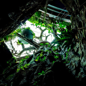 Photo from The Green Planet Dubai in Dubai: Gallery Photo zm42d5