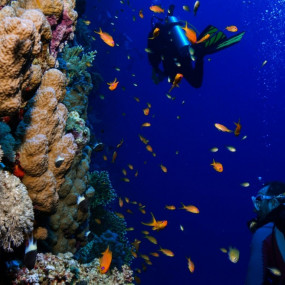 38y14q استديو الصور :خصب في تجربة الغوص في خصب 38y14q استديو الصور :خصب في تجربة الغوص في خصب