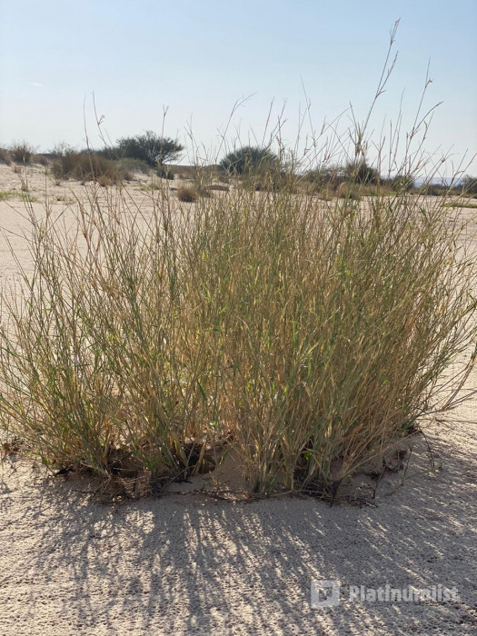 Yoga In Nature in Riyadh: Gallery Photo 3roeg3 Yoga In Nature in Riyadh: Gallery Photo 3roeg3