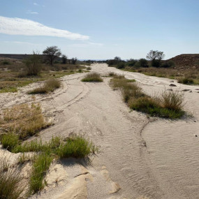 Photo from Yoga In Nature in Riyadh: Gallery Photo zmw68n