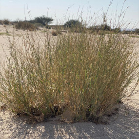 Photo from Sahara Camp in Riyadh: Gallery Photo 3ppd03