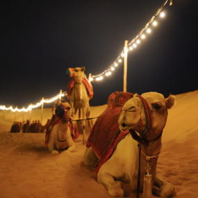 Фотография с Premium Red Dunes Safari with Camel Ride & 3 Cuisines at Al Khayma Camp в Дубай: Галерея фото n26gmq