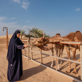 Photo from رحلات السفاري الصحراوية الصباحية في دبي: ركوب الكثبان الرملية والتزلج على الرمال وركوب الجمال in دبي: Gallery Photo nkew2w