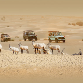 Photo from سفاري بدوي تراثي فاخر في واحة المرموم عند المساء in دبي: Gallery Photo zodpvy