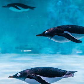 Photo from Dubai Aquarium & Underwater Zoo - Regular Pass in Dubai: Gallery Photo 3bj80j