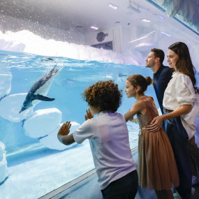 Dubai Aquarium & Underwater Zoo - Regular Pass in Dubai: Gallery Photo zw650p