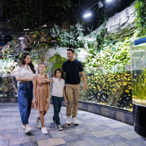 Dubai Aquarium & Underwater Zoo - Regular Pass in Dubai: Gallery Photo zg4kv7