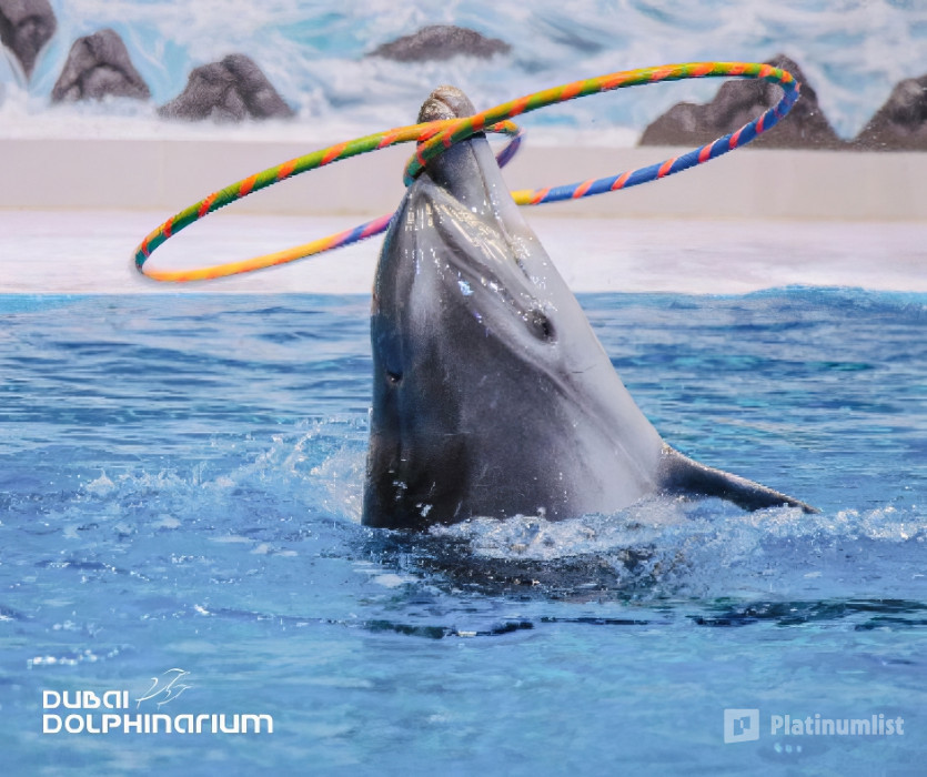 Dolphin & Seal Show - Dubai Dolphinarium in Dubai: Gallery Photo n154rp