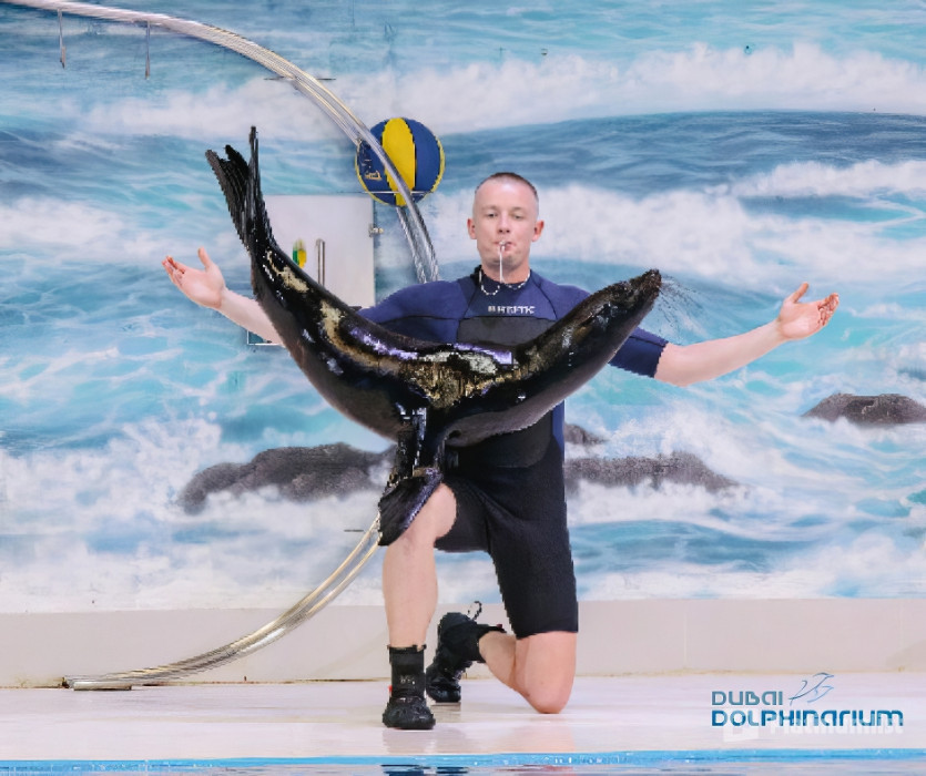 Dolphin & Seal Show - Dubai Dolphinarium в Дубай: Галерея фото z7xypx