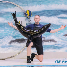 Dolphin & Seal Show - Dubai Dolphinarium in Dubai: Gallery Photo z7xypx