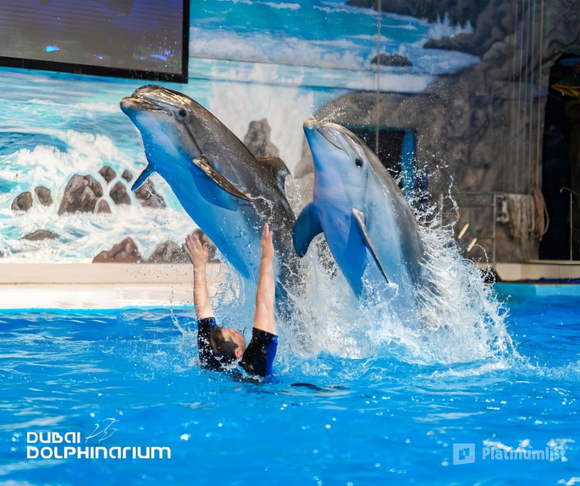 Dolphin & Seal Show - Dubai Dolphinarium в Дубай: Галерея фото 34jkrv