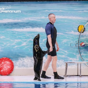 Photo from عروض الدلافين الراقصة والفقمات - دبي دولفيناريوم in دبي: Gallery Photo 3rw5bg