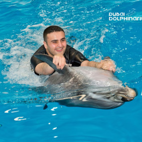 Photo from Swimming With Dolphins - Dubai Dolphinarium in Dubai: Gallery Photo 3j5kmy