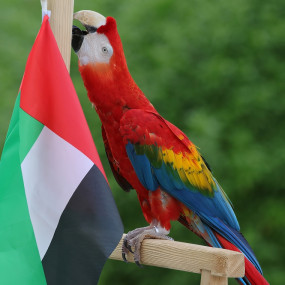 3qebm8 استديو الصور :دبي في معرض الطيور الاستوائية - دبي دولفيناريوم