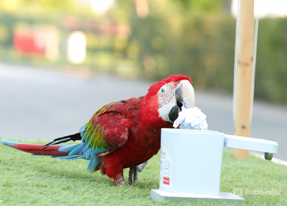 Exotic Bird Show - Dubai Dolphinarium в Дубай: Галерея фото 3yo5b1
