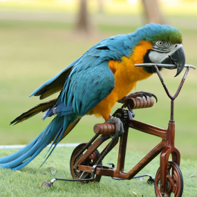 nke5vw استديو الصور :دبي في معرض الطيور الاستوائية - دبي دولفيناريوم