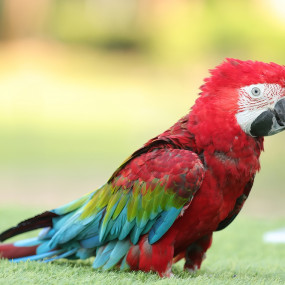 Photo from معرض الطيور الاستوائية - دبي دولفيناريوم in دبي: Gallery Photo n69bg9