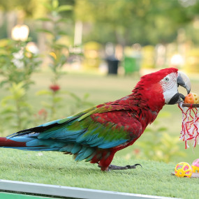 Photo from معرض الطيور الاستوائية - دبي دولفيناريوم in دبي: Gallery Photo 3d7k8q