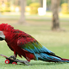 Photo from معرض الطيور الاستوائية - دبي دولفيناريوم in دبي: Gallery Photo z7xyo8