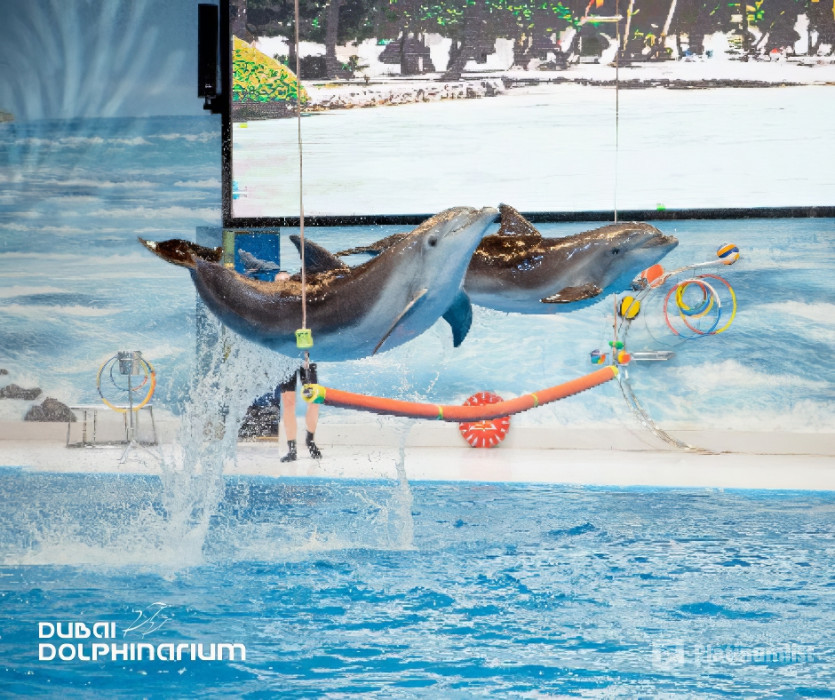 Dolphin & Seal Show - Dubai Dolphinarium + The Green Planet Dubai - Combo в Дубай: Галерея фото zw65o0
