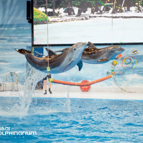 Dolphin & Seal Show - Dubai Dolphinarium + The Green Planet Dubai - Combo в Дубай: Галерея фото zw65o0 Dolphin & Seal Show - Dubai Dolphinarium + The Green Planet Dubai - Combo в Дубай: Галерея фото zw65o0