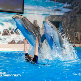 Фотография с Dolphin & Seal Show - Dubai Dolphinarium + The Green Planet Dubai - Combo в Дубай: Галерея фото n0v81w