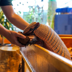 Фотография с Dolphin & Seal Show - Dubai Dolphinarium + The Green Planet Dubai - Combo в Дубай: Галерея фото 35ydmd