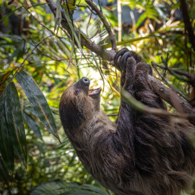 Фотография с Dolphin & Seal Show - Dubai Dolphinarium + The Green Planet Dubai - Combo в Дубай: Галерея фото n268mq
