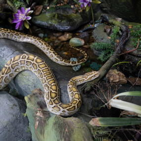 Фотография с Dolphin & Seal Show - Dubai Dolphinarium + The Green Planet Dubai - Combo в Дубай: Галерея фото 3d7k6q