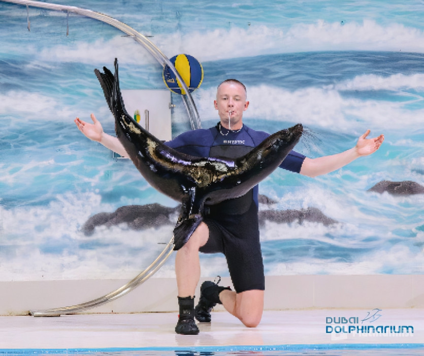 Dubai Frame + Dolphin & Seal Show - Dubai Dolphinarium - Combo in Dubai: Gallery Photo 3pjexx