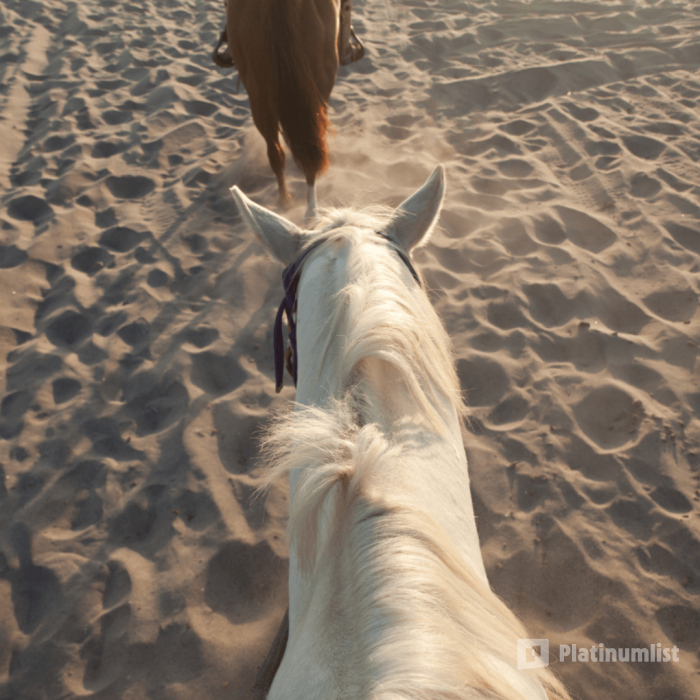 3d7k4b استديو الصور :جدة في تجربة ركوب الخيل في جدة