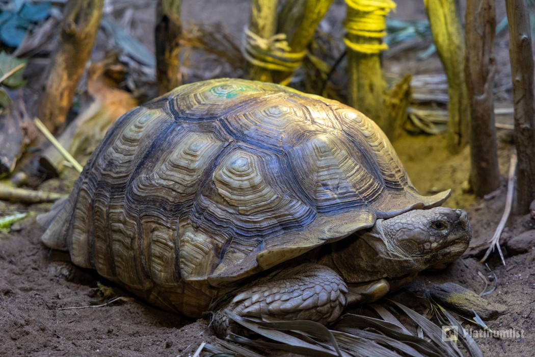 3yoo2b استديو الصور :جدة في تروبيكال لاند